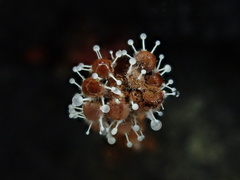 Polycephalomyces tomentosus