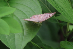 Junonia atlites