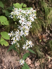 Symphyotrichum urophyllum