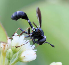 Physocephala tibialis