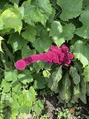 Amaranthus cruentus