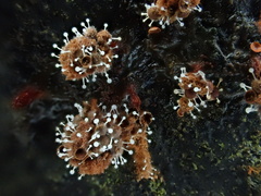 Polycephalomyces tomentosus