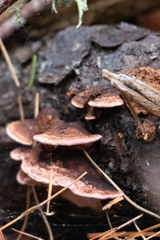 Rhodofomes cajanderi