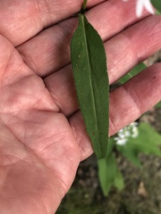 Symphyotrichum urophyllum