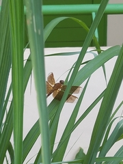 Neurothemis terminata