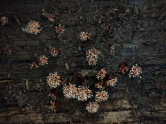 Polycephalomyces tomentosus