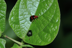 Gynandrobrotica