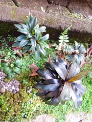 Cordyline fruticosa