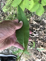 Symphyotrichum urophyllum