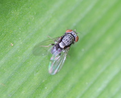 Ulidiinae
