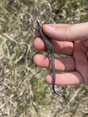 Plestiodon septentrionalis