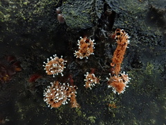 Polycephalomyces tomentosus