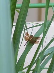 Neurothemis terminata