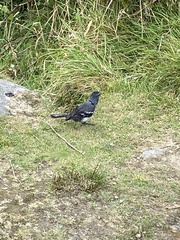 Fringilla coelebs moreletti