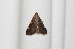 Hypsopygia