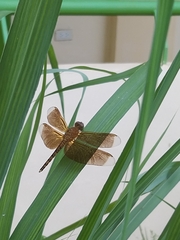 Neurothemis terminata