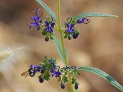 Trichostema laxum