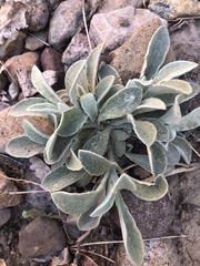 Stachys byzantina