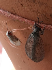 Pygarctia