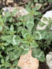 Amaranthus polygonoides