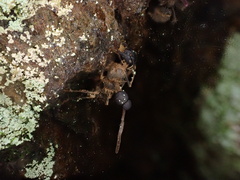Ophiocordyceps unilateralis