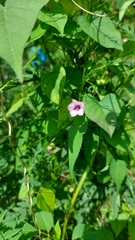 Ipomoea triloba
