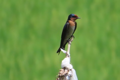 Hirundo tahitica
