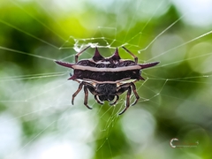 Gasteracantha doriae