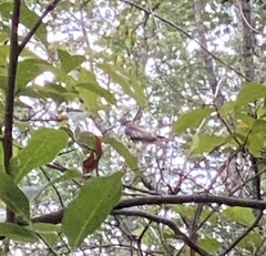 Buteo jamaicensis