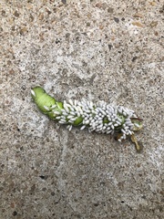 Manduca sexta