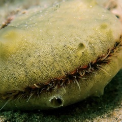 Mimachlamys asperrima