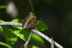 Nymphalis xanthomelas