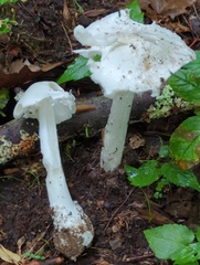 Phalloideae