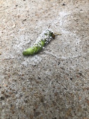 Manduca sexta