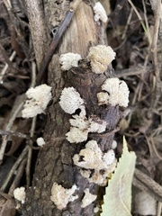 Schizophyllum commune