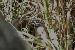 Coluber constrictor constrictor