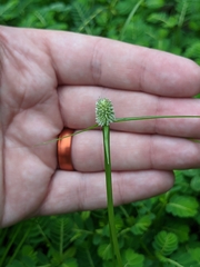 Cyperus