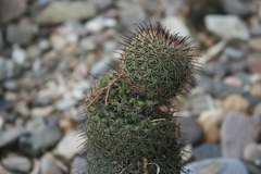 Mammillaria hamata