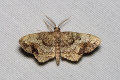 Hypagyrtis