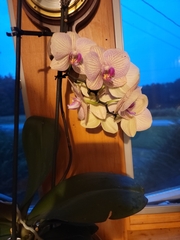 Phalaenopsis