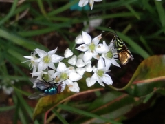 Chrysomya megacephala