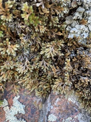 Selaginella