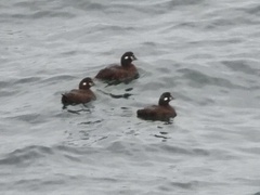 Histrionicus histrionicus