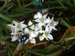 Chrysomya megacephala