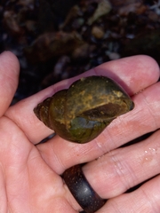 Heterogen japonica