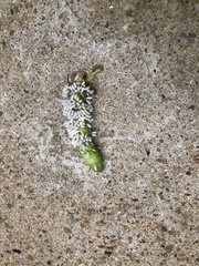 Manduca sexta