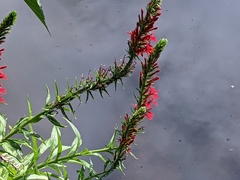 Lobelia cardinalis