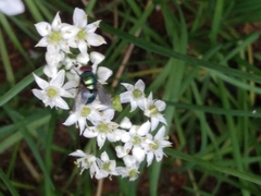 Chrysomya megacephala