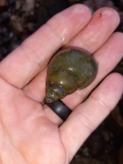 Heterogen japonica