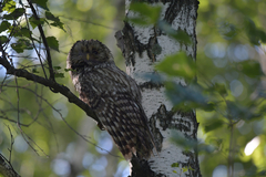 Strix uralensis